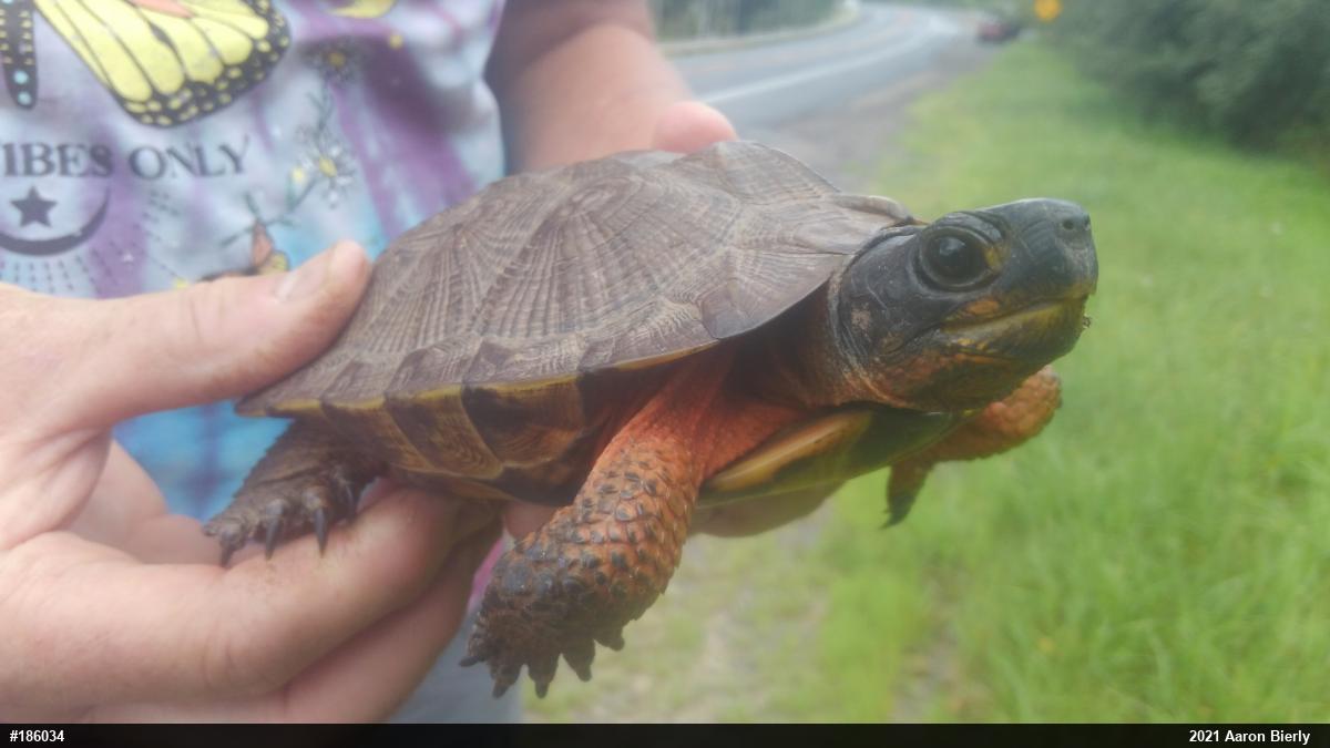 Wood Turtle