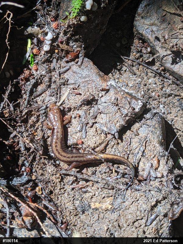 Allegheny Mountain Dusky Salamander