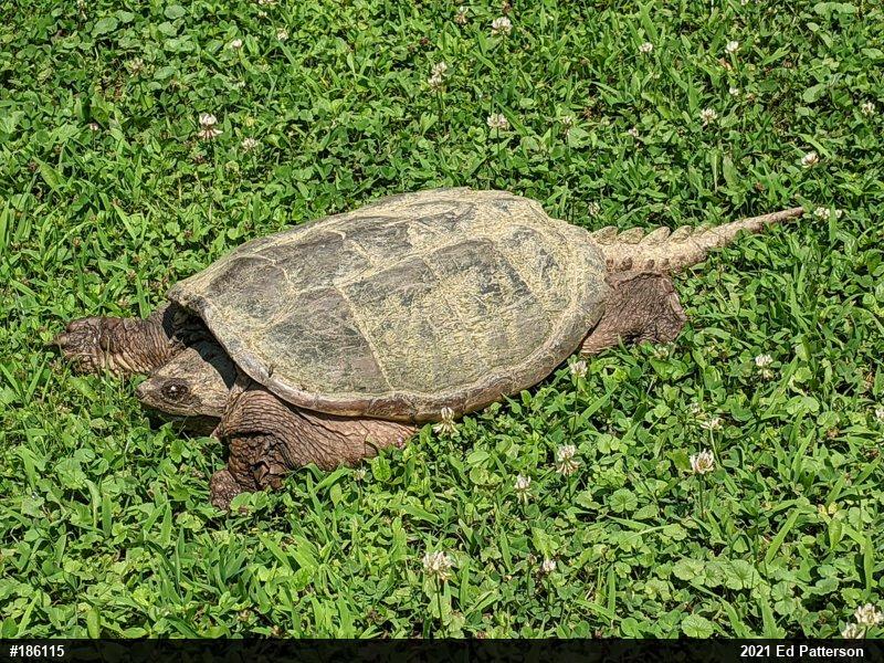 Snapping Turtle