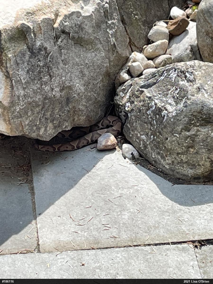Northern Copperhead