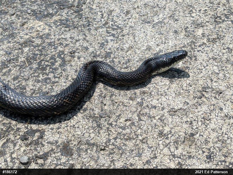 Eastern Ratsnake