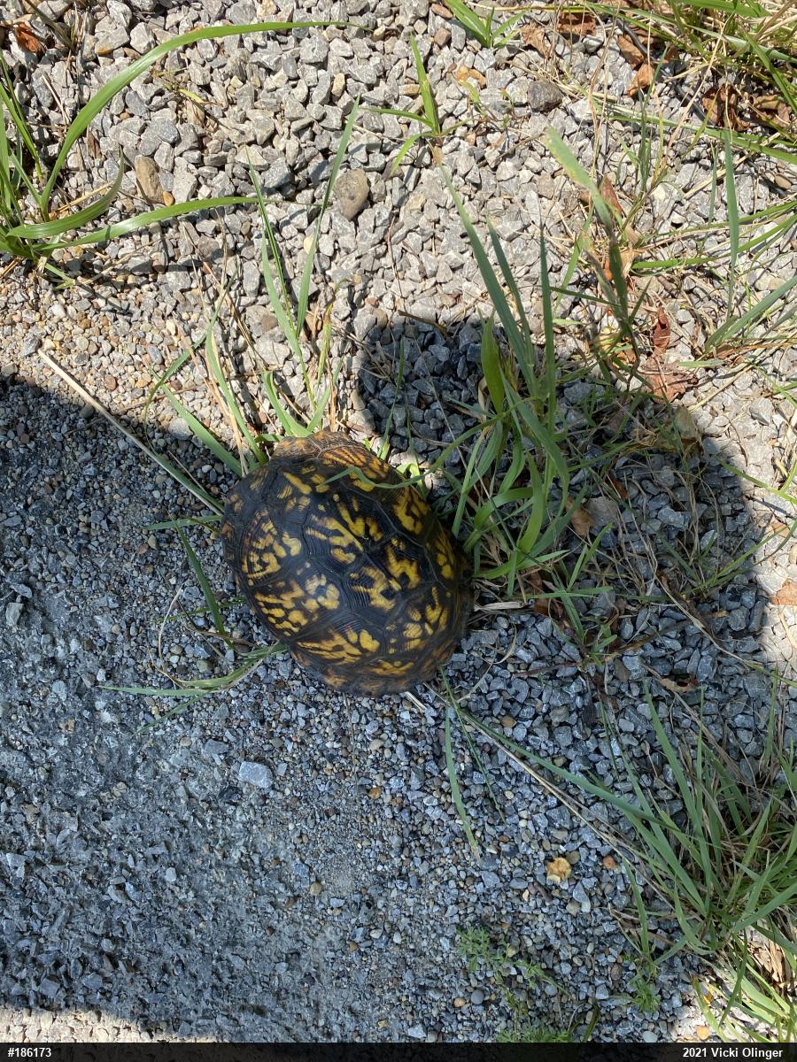Eastern Box Turtle