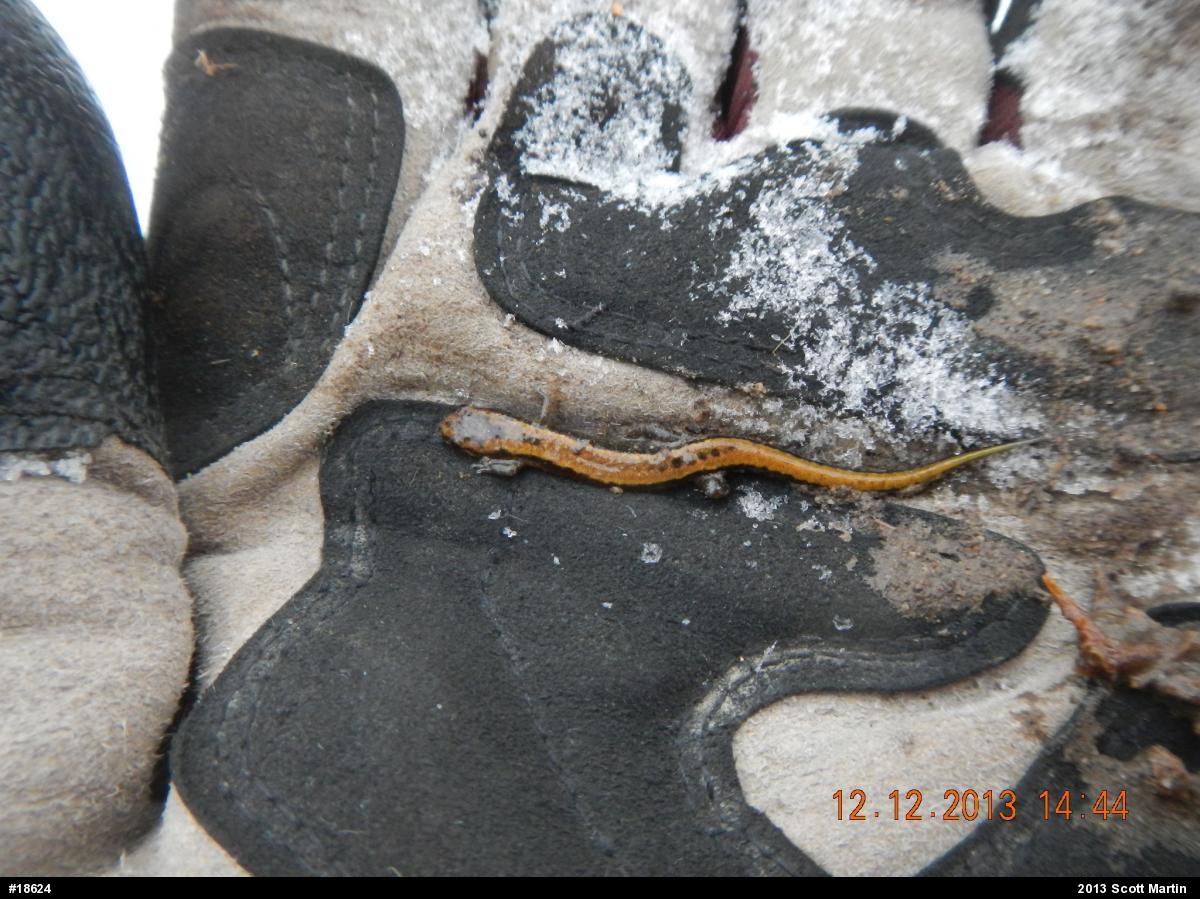 Allegheny Mountain Dusky Salamander
