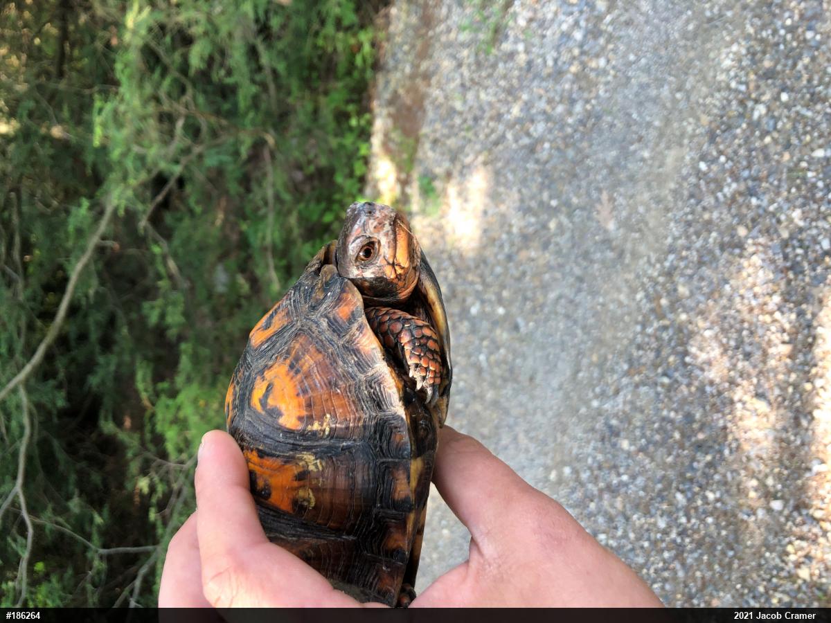 Eastern Box Turtle