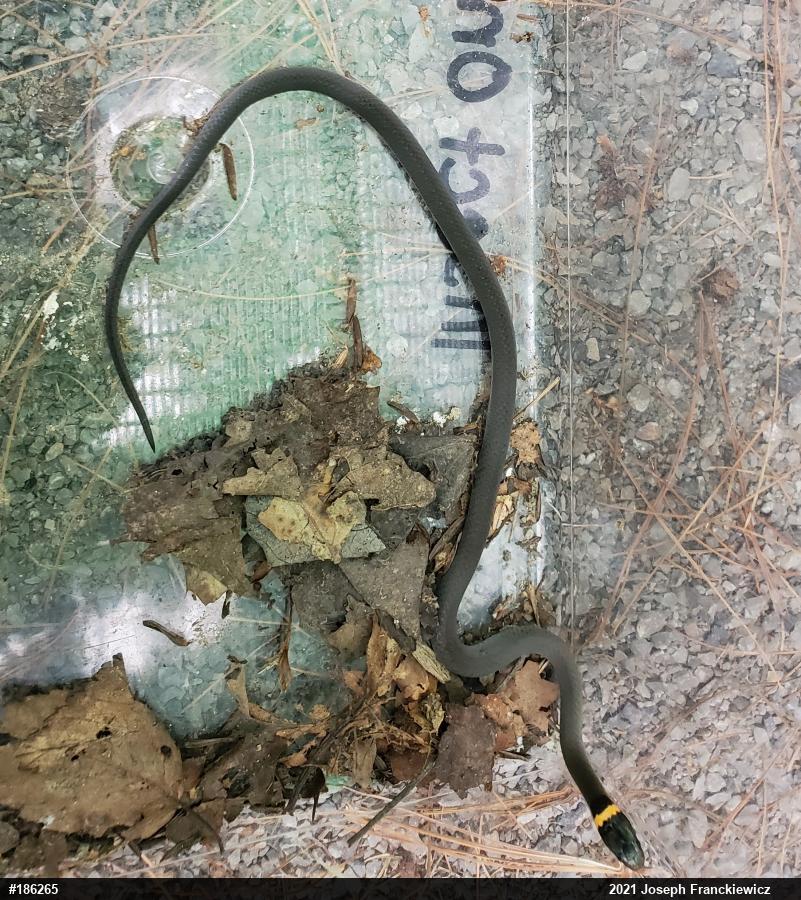 Northern Ring-necked Snake