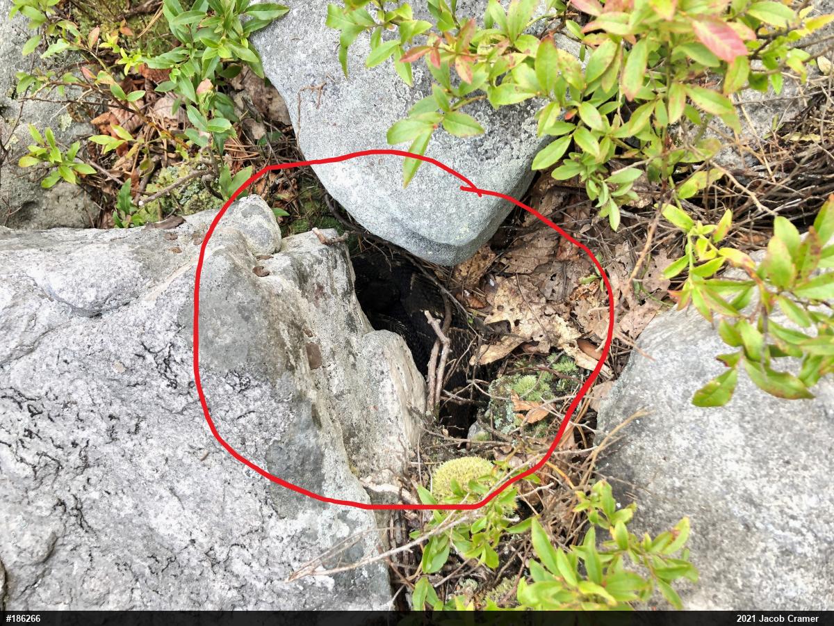Timber Rattlesnake