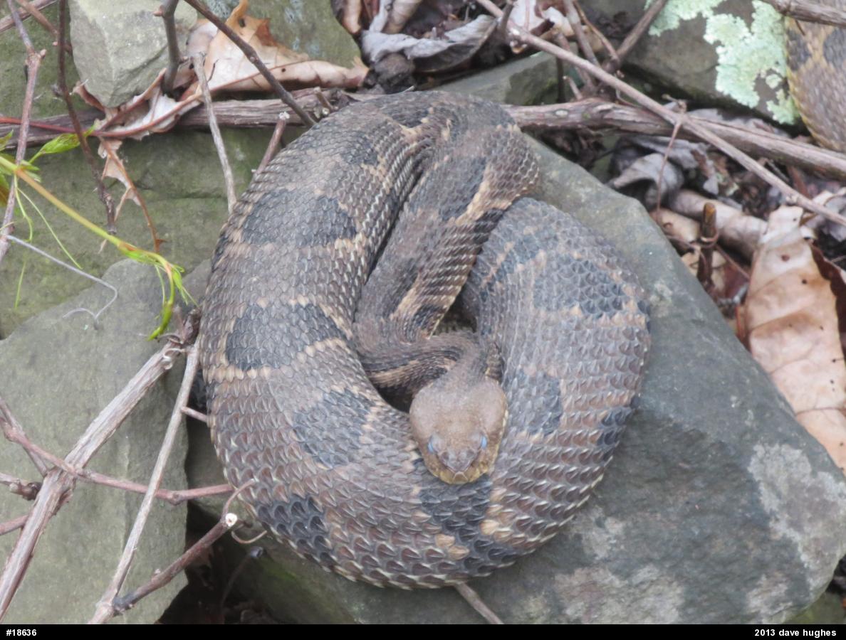 Timber Rattlesnake