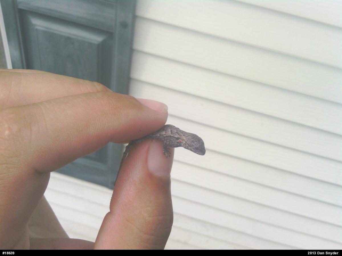 Eastern Fence Lizard