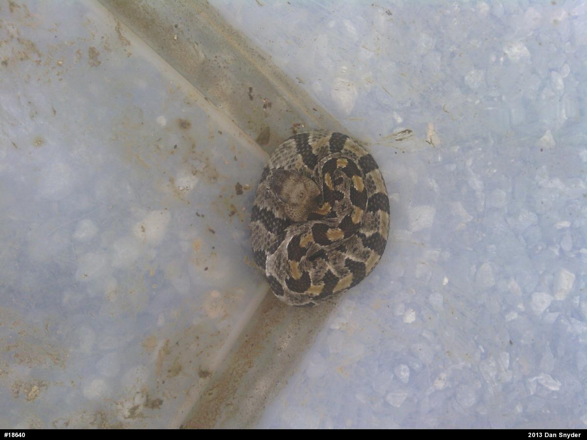Timber Rattlesnake