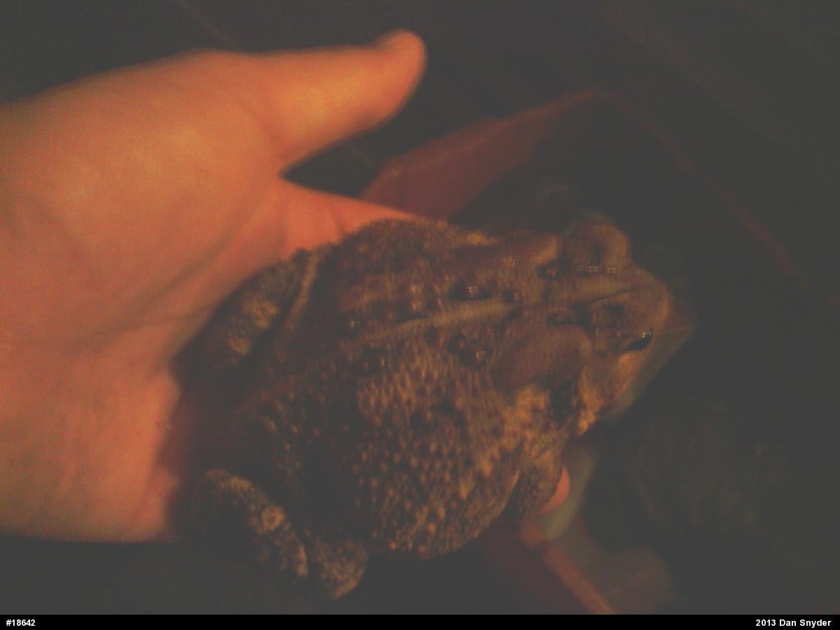 Eastern American Toad