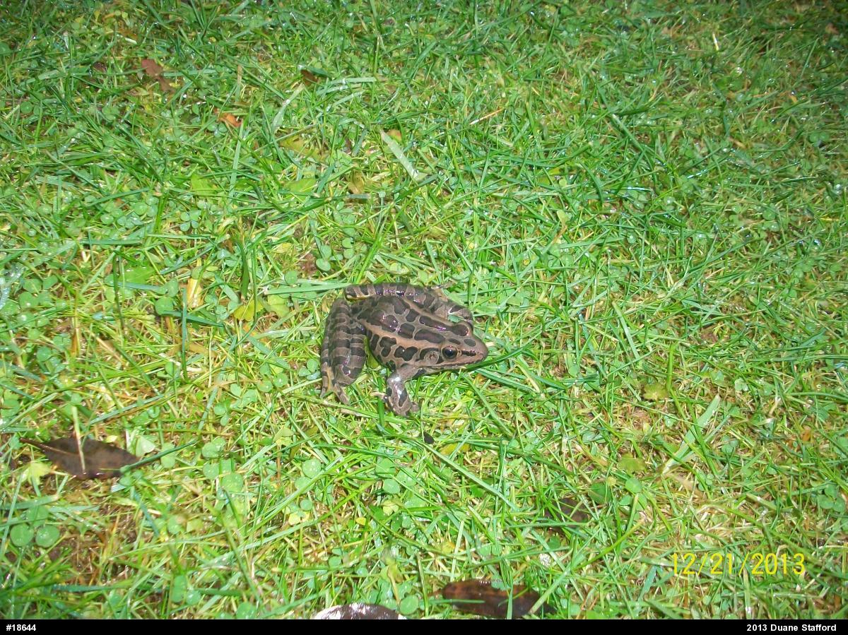 Pickerel Frog