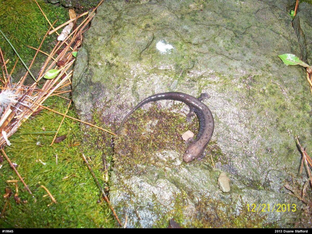 Allegheny Mountain Dusky Salamander