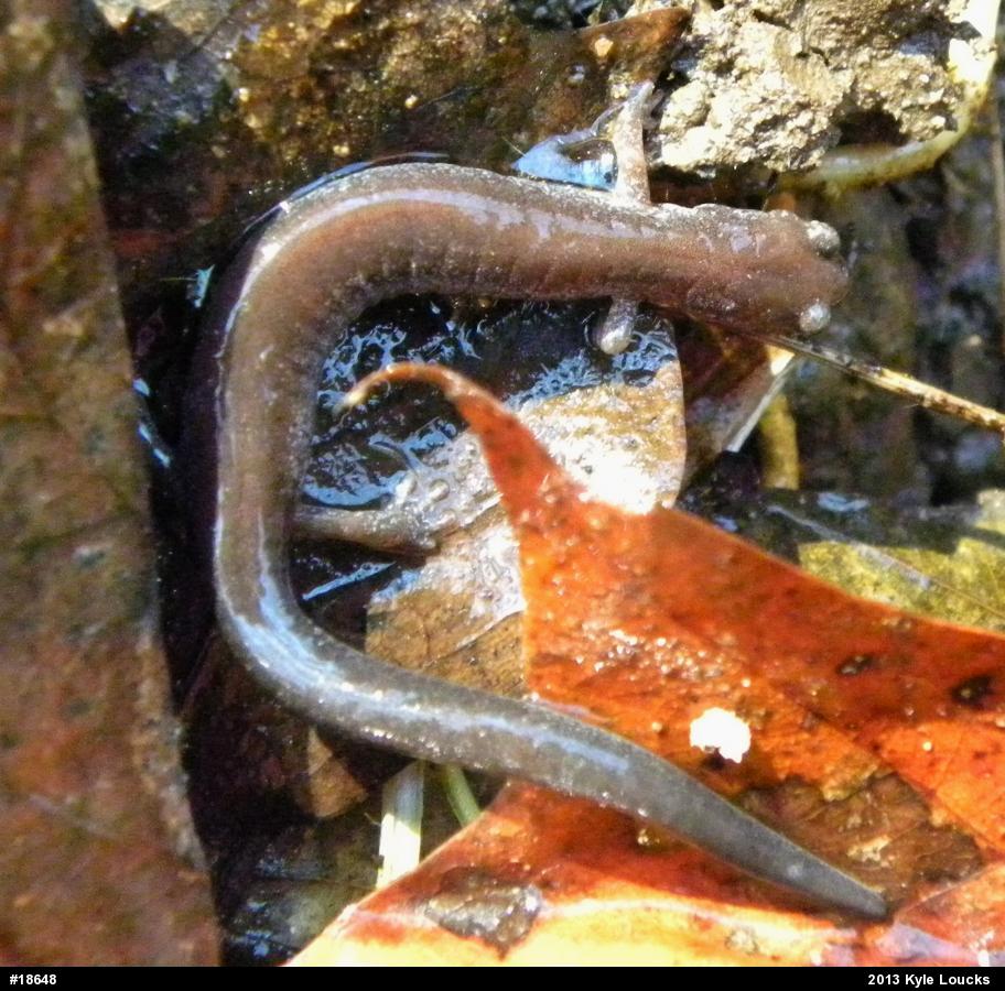 Eastern Red-backed  Salamander