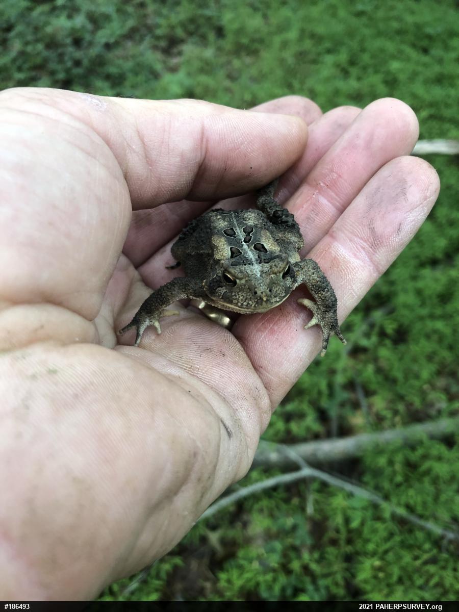 Eastern American Toad