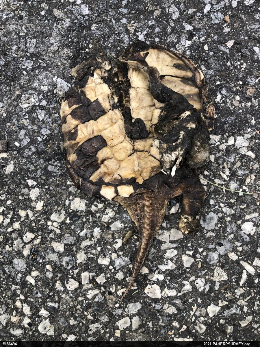 Snapping Turtle