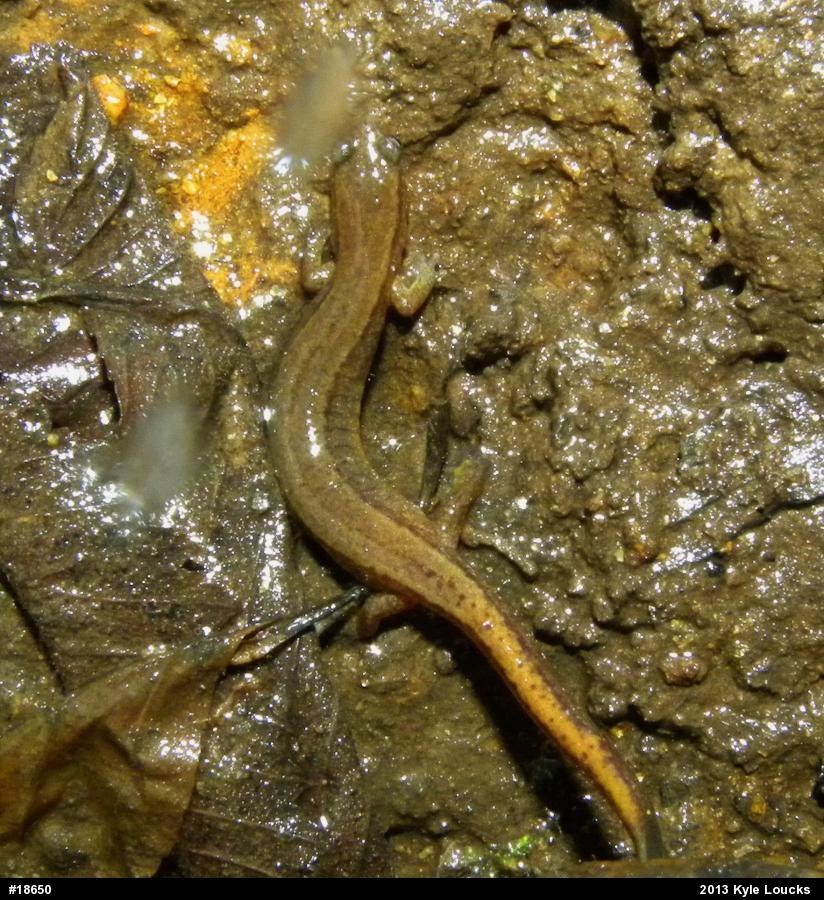 Northern Two-lined Salamander
