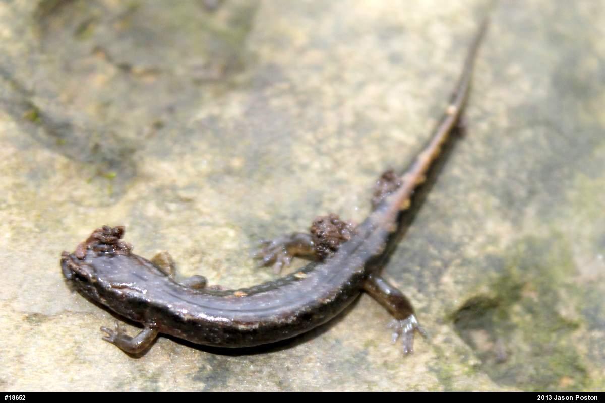 Northern Dusky Salamander