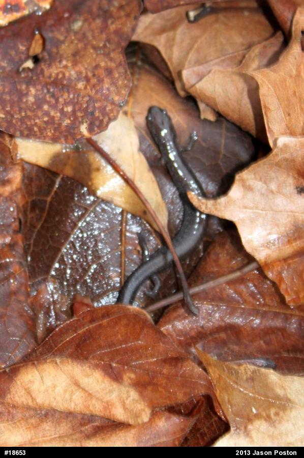 Northern Ravine Salamander