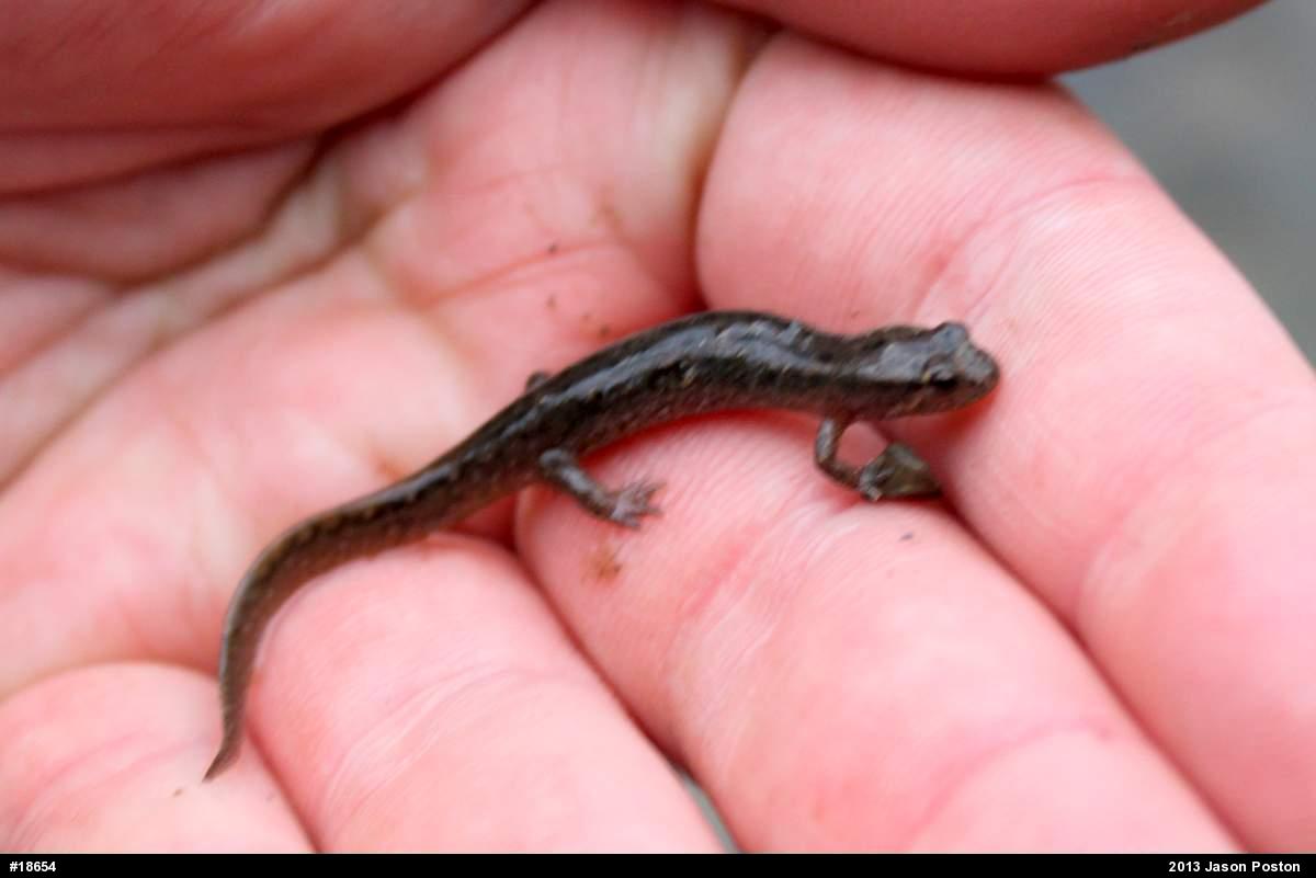 Northern Dusky Salamander