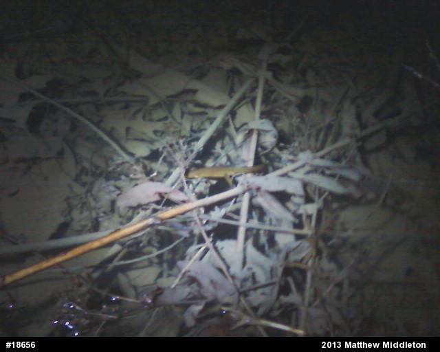 Red-spotted Newt