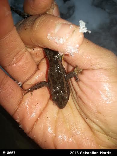 Pickerel Frog