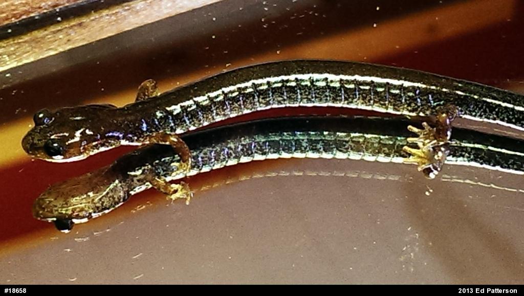 Valley And Ridge Salamander