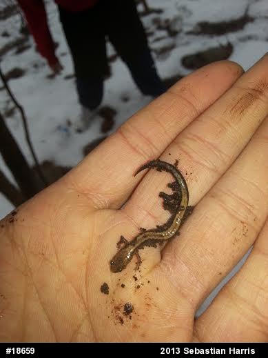 Eastern Red-backed  Salamander