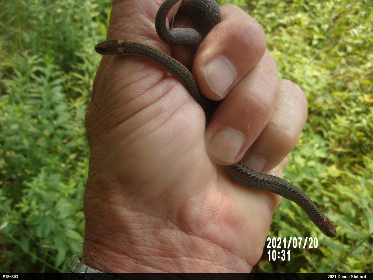 Red-bellied Snake