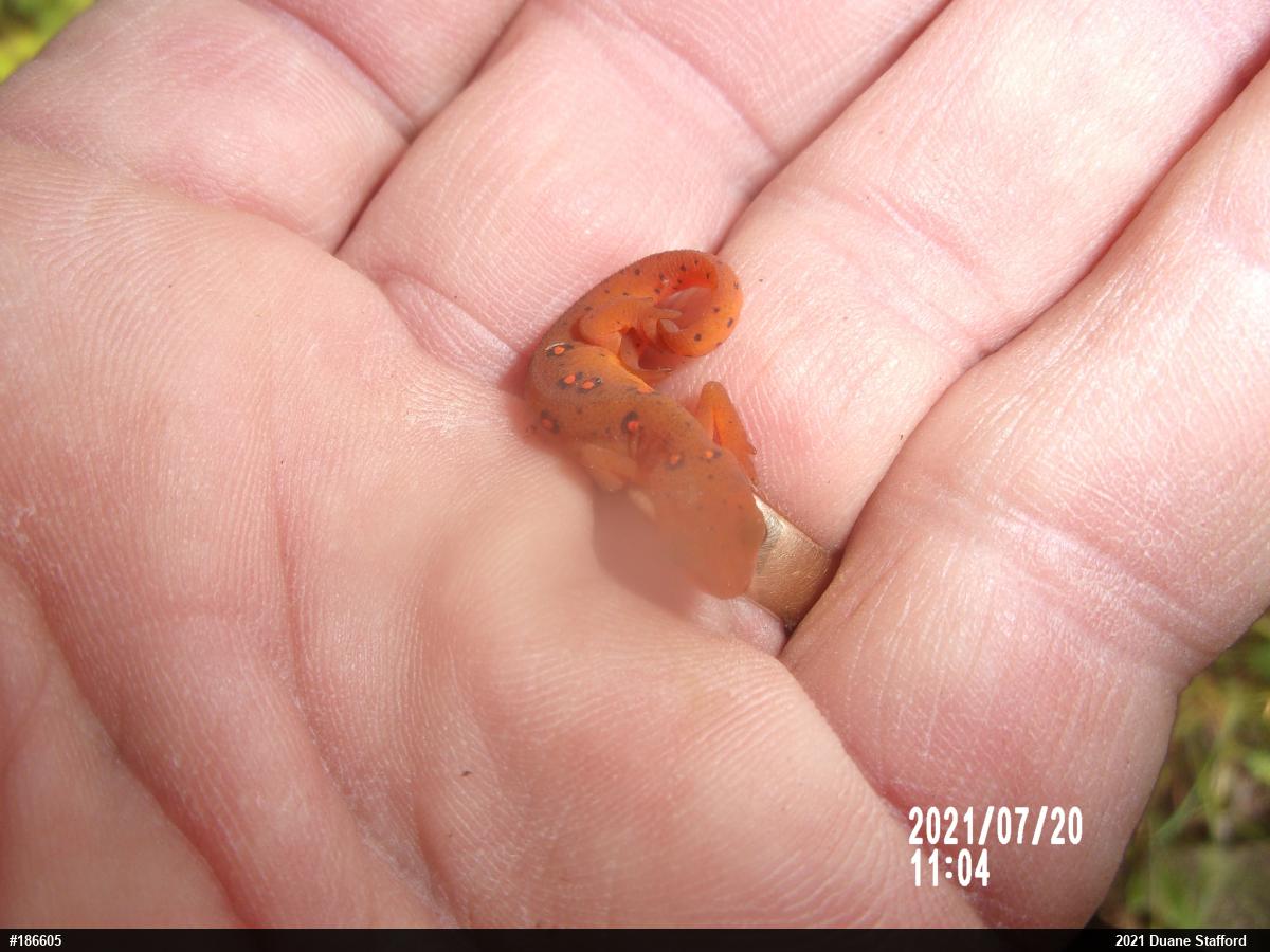 Red-spotted Newt
