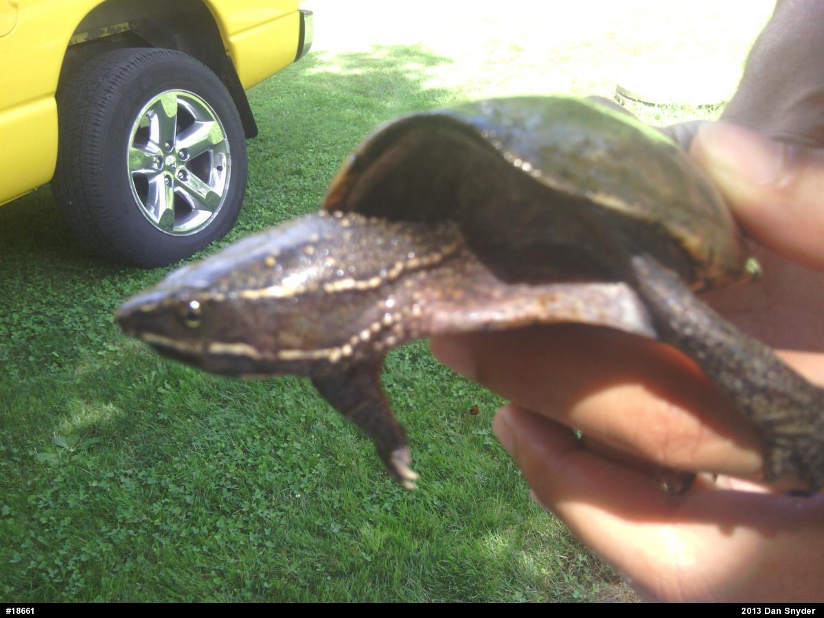 Eastern Musk Turtle
