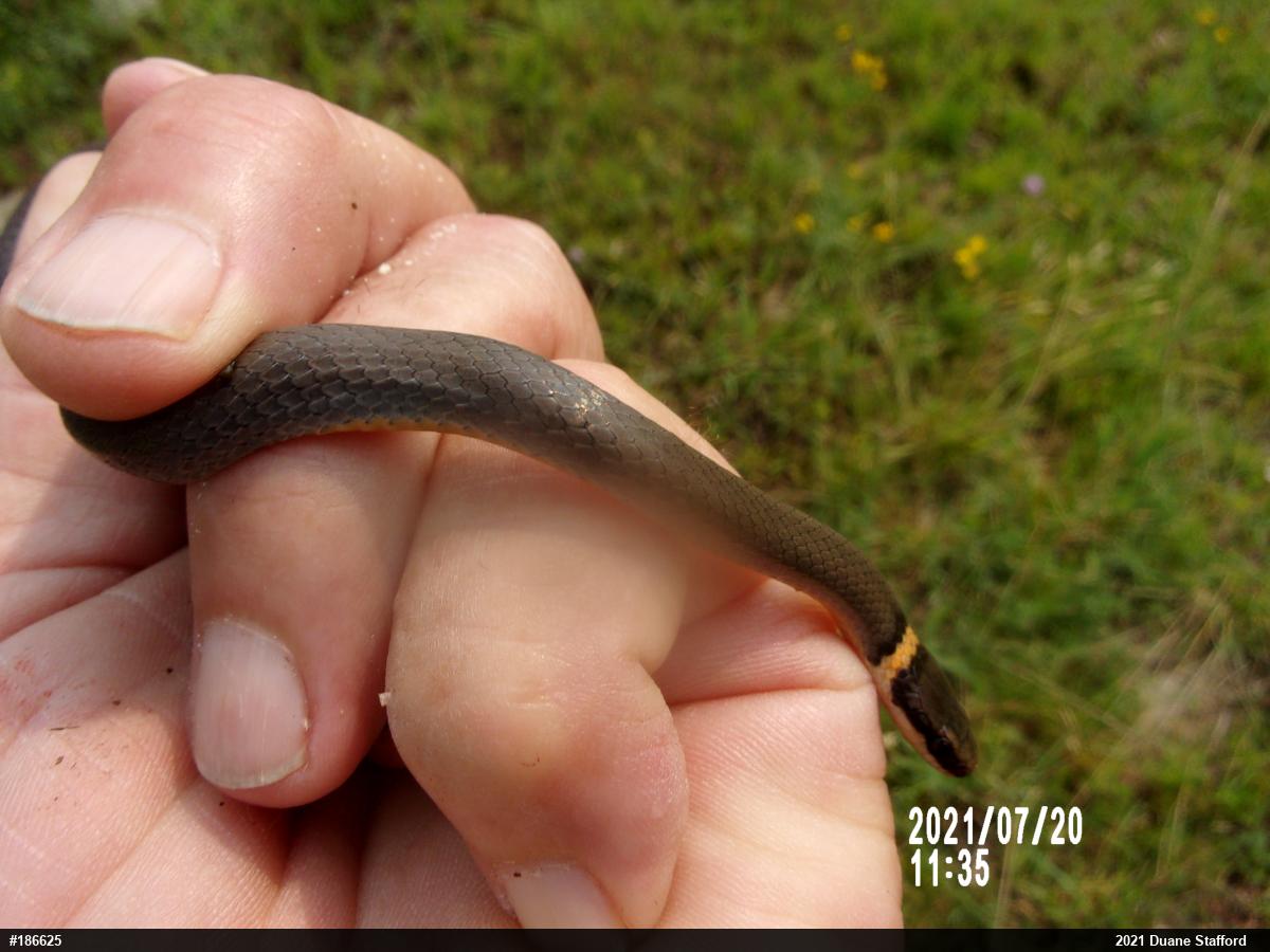 Northern Ring-necked Snake