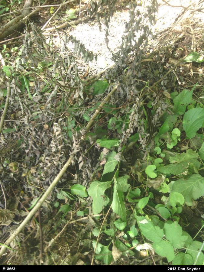 Eastern Gartersnake