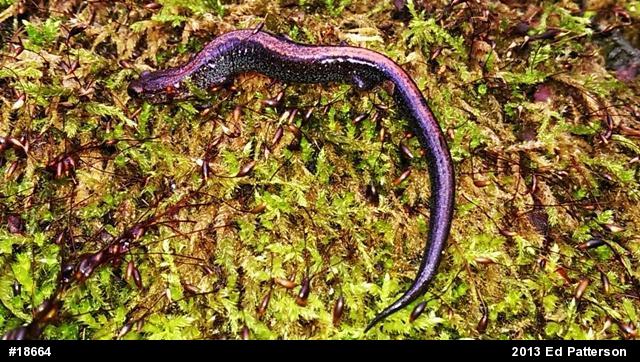 Eastern Red-backed  Salamander