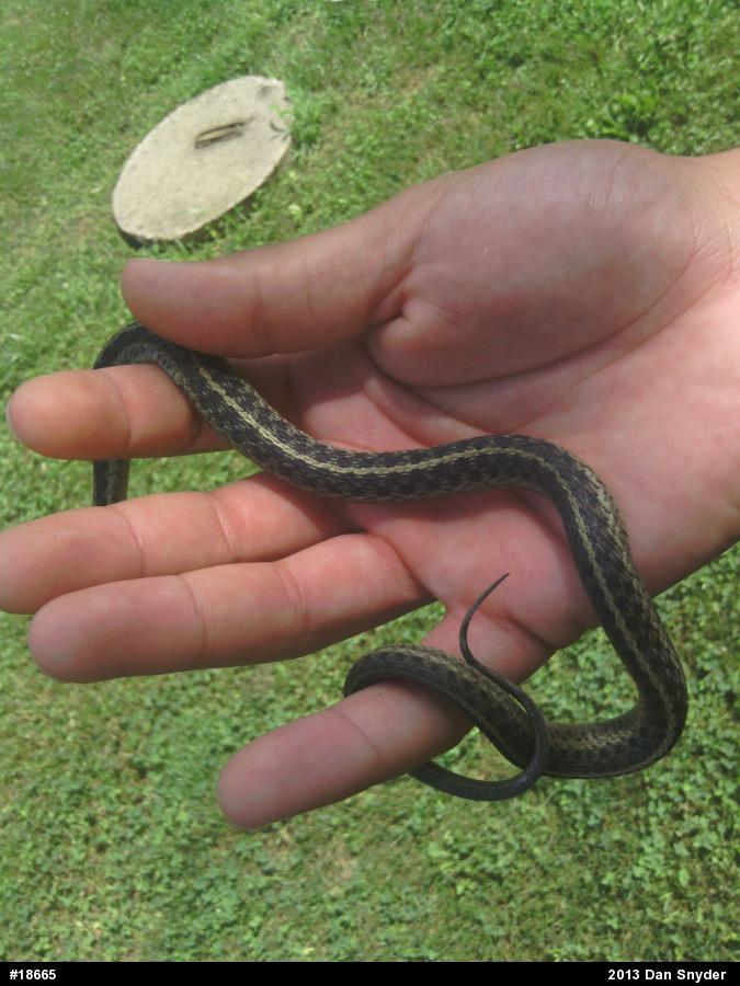 Eastern Gartersnake