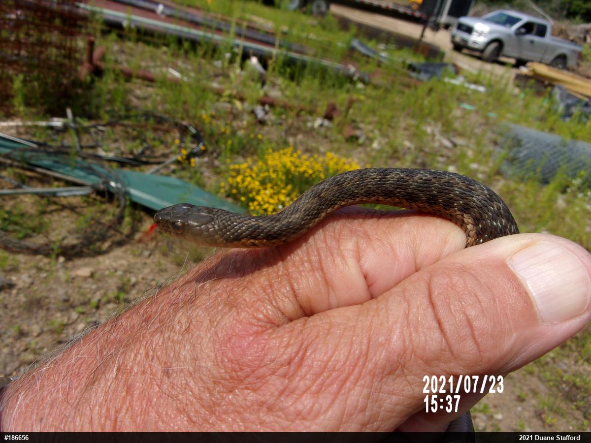 Eastern Gartersnake