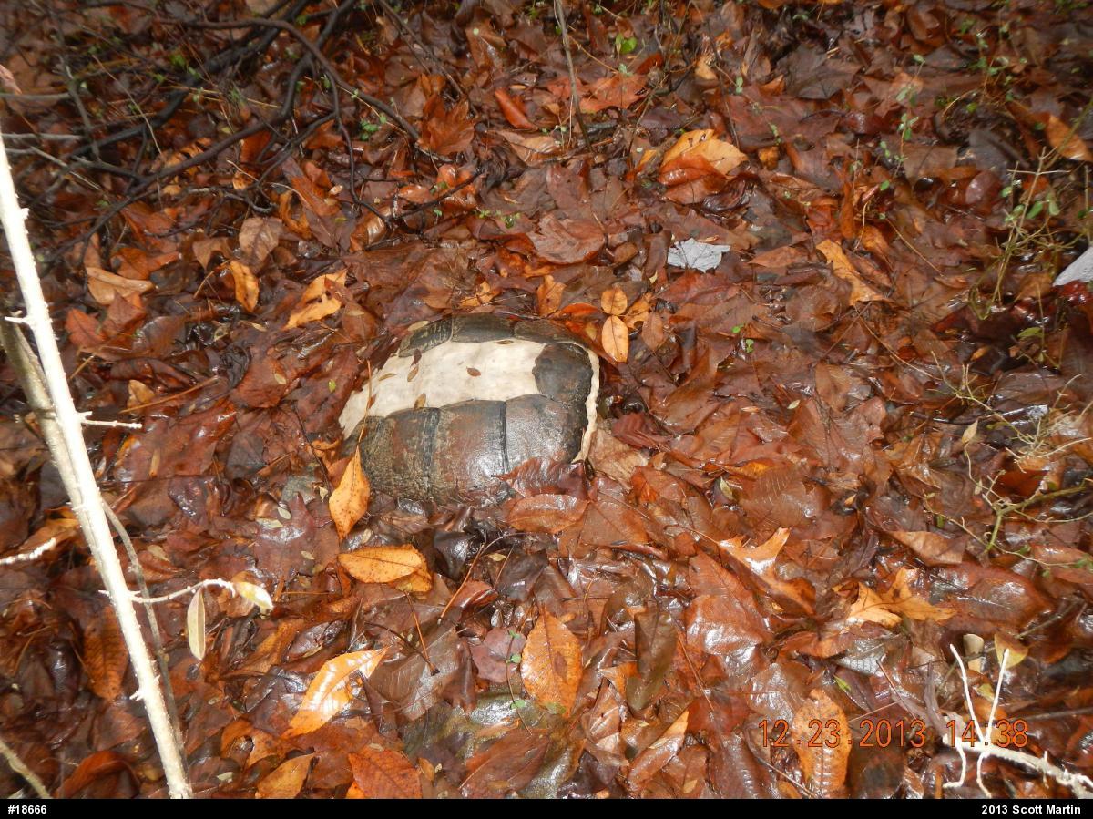 Snapping Turtle