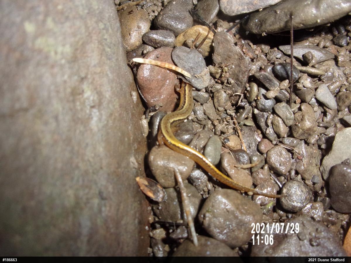 Northern Two-lined Salamander