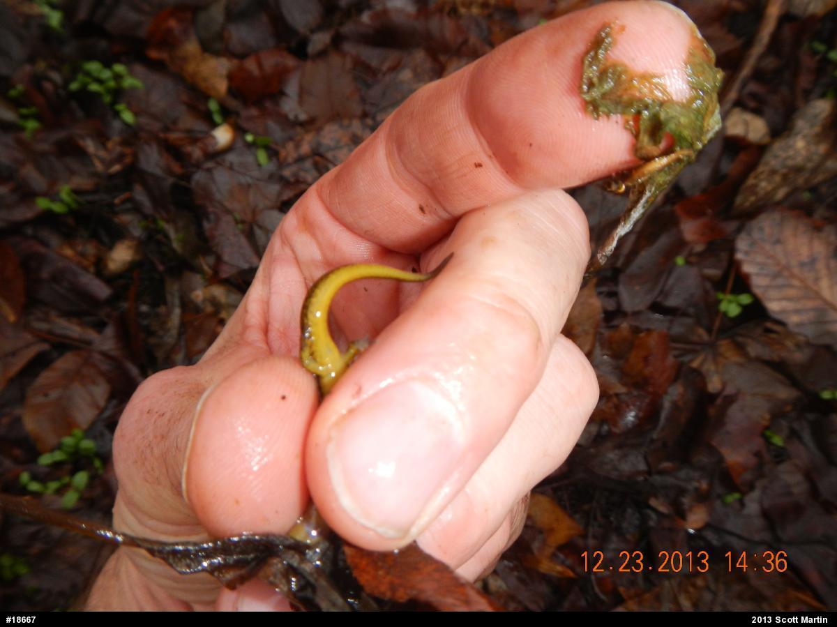 Northern Two-lined Salamander