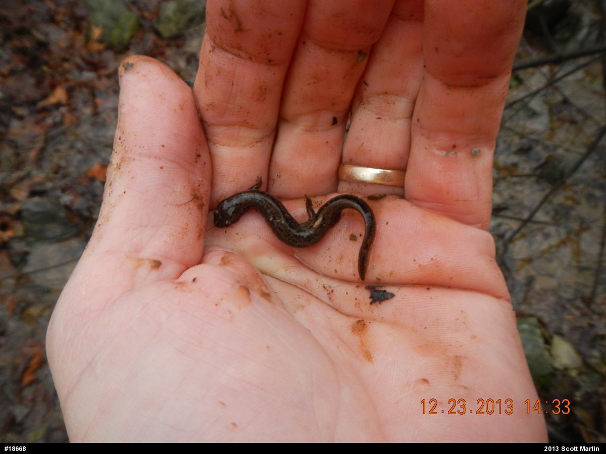 Northern Two-lined Salamander
