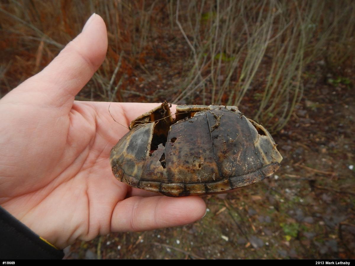 Eastern Musk Turtle