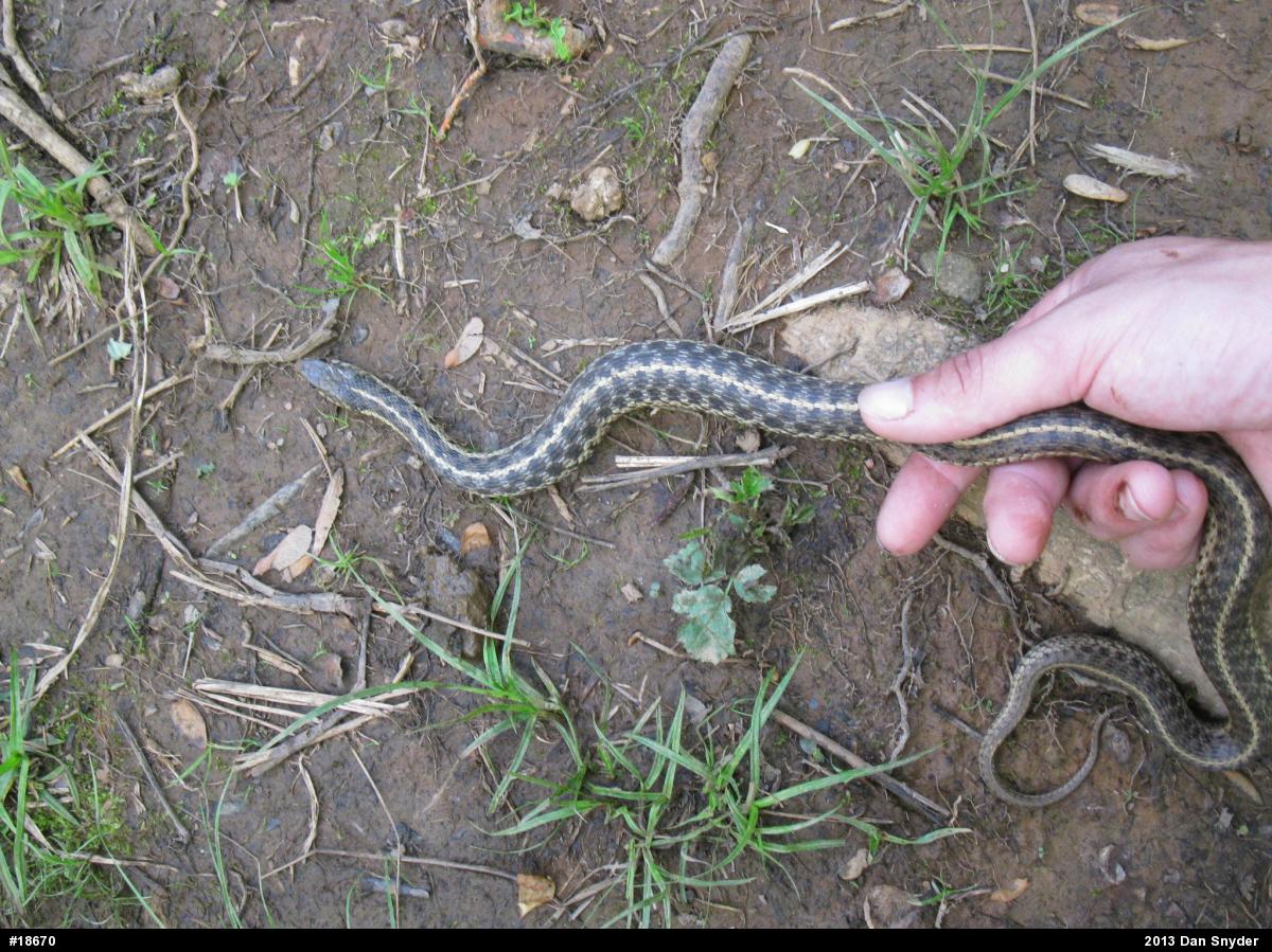 Eastern Gartersnake