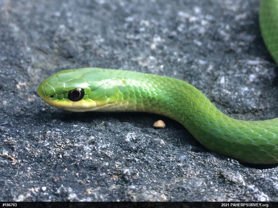 Smooth Greensnake