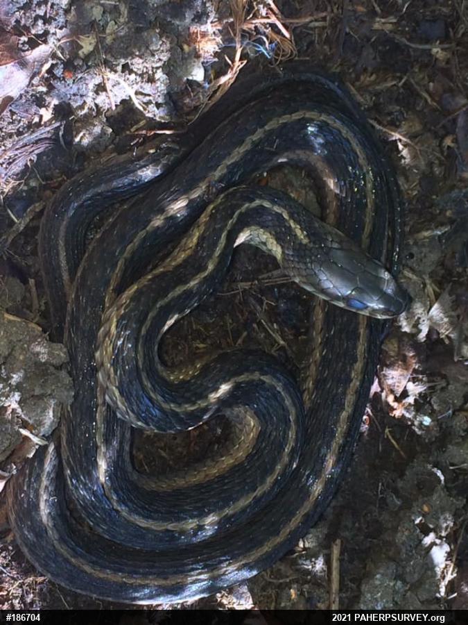 Eastern Gartersnake