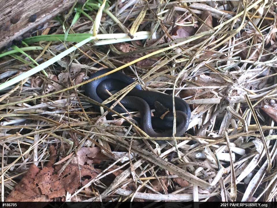 Northern Ring-necked Snake