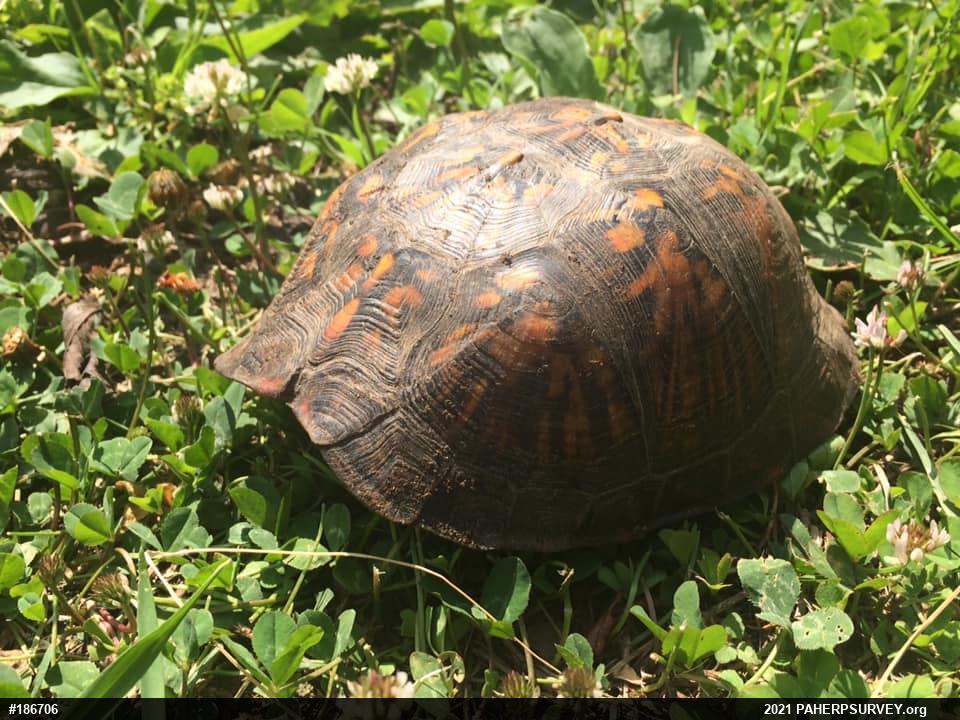 Eastern Box Turtle