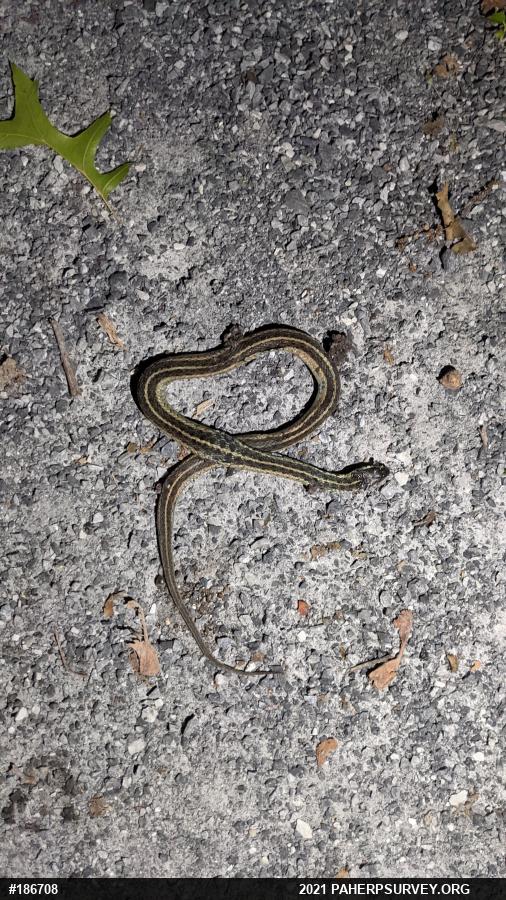 Eastern Gartersnake