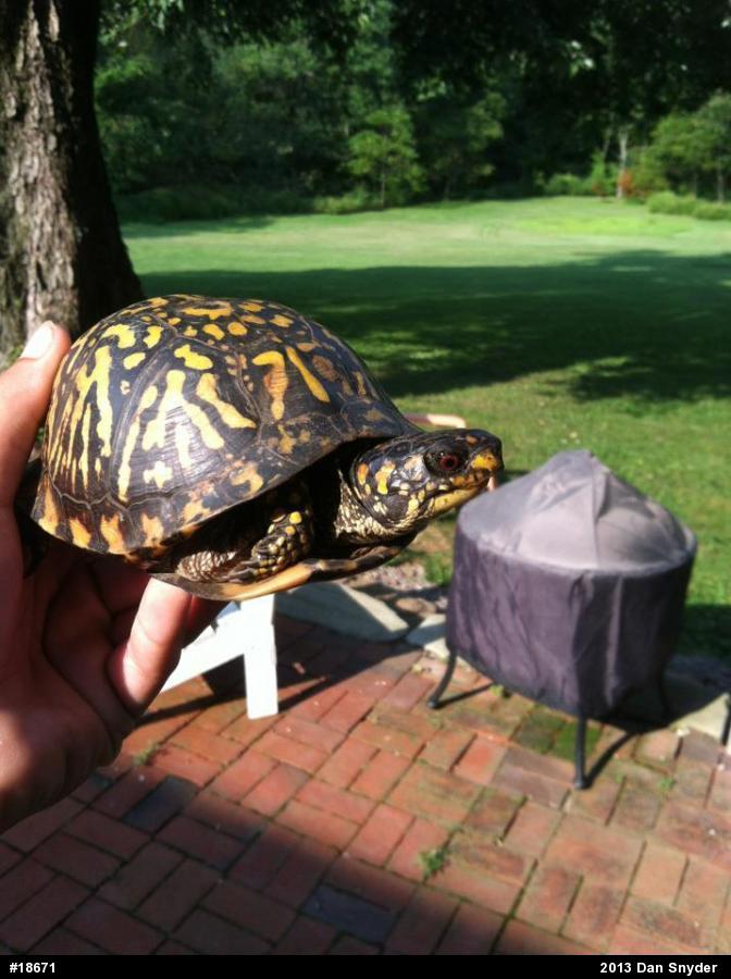 Eastern Box Turtle