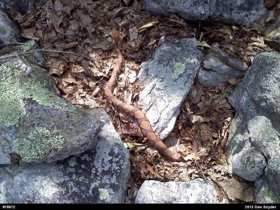 Northern Copperhead