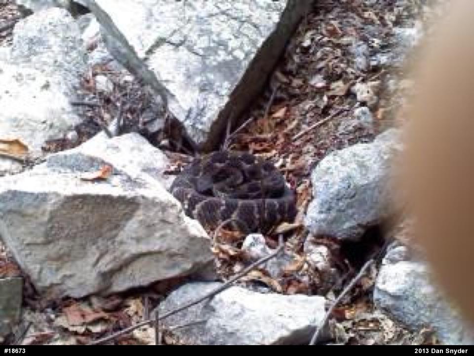 Timber Rattlesnake