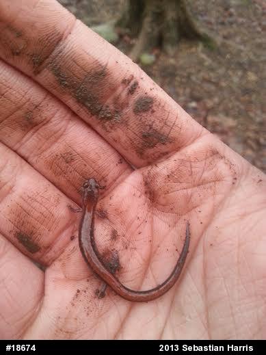 Eastern Red-backed  Salamander